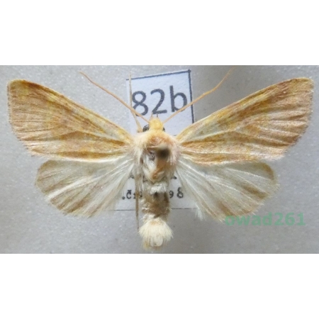 Tiliacea aurago (Denis & Schiffermüller, 1775) Czech82b